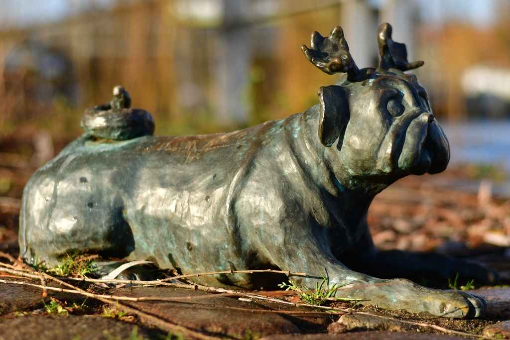 2026-01-08 Brandenburg an der Havel/Waldmöpse/DSC_2213.JPG